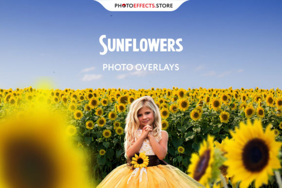 Download Sunflower Photo Overlays - Flower Collection
